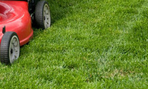 Lawn Mowing Tottenham