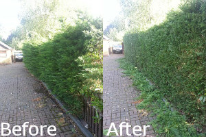 Before and After Hedge Trimming